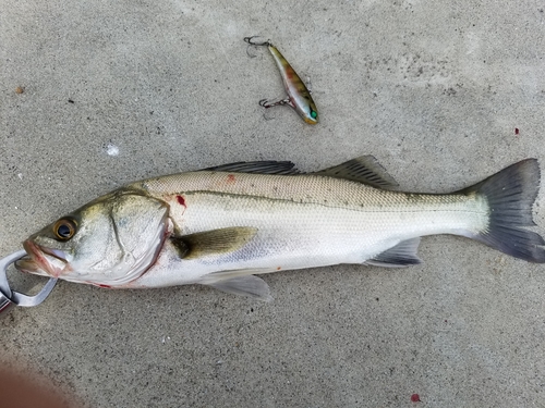 シーバスの釣果