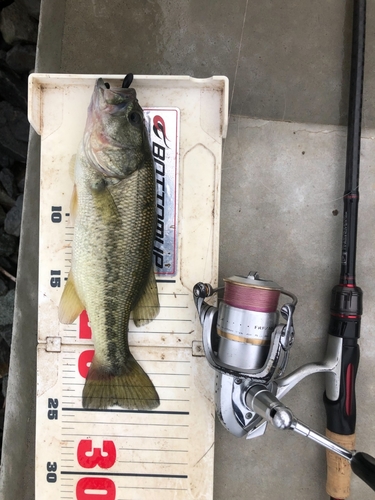 ブラックバスの釣果