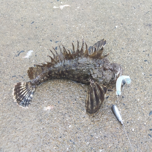 オニオコゼの釣果