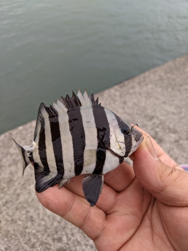 サンバソウの釣果