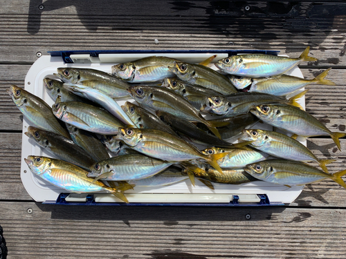 アジの釣果