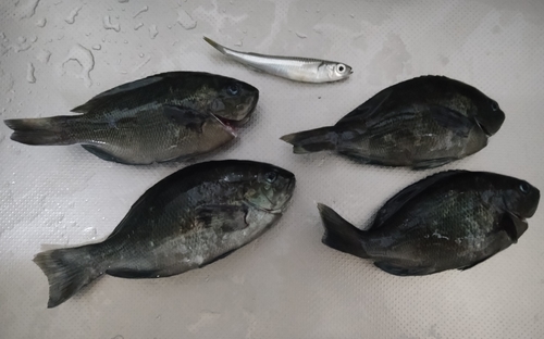 クロの釣果