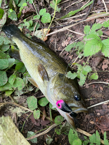 ブラックバスの釣果