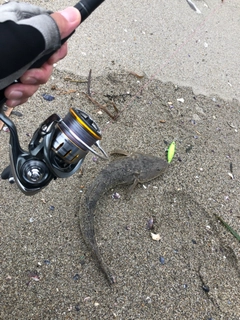 マゴチの釣果