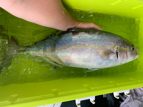 ショゴの釣果