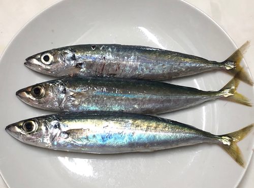 ムロアジの釣果