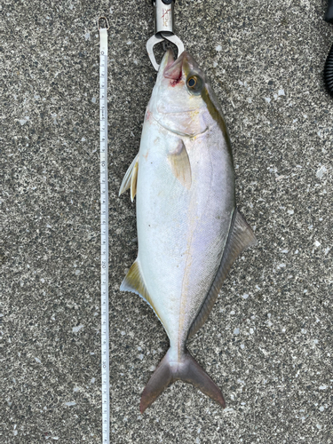 ショゴの釣果