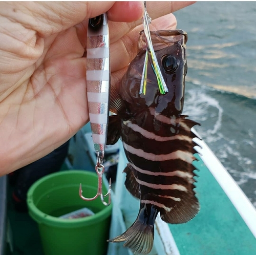 マハタの釣果