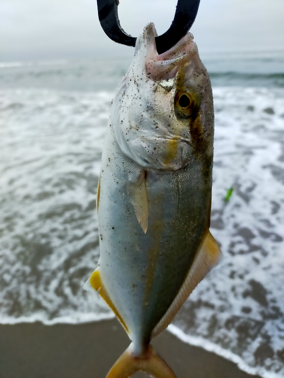 ショゴ