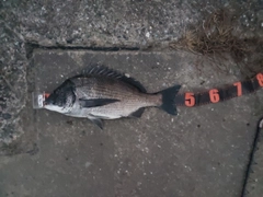 クロダイの釣果