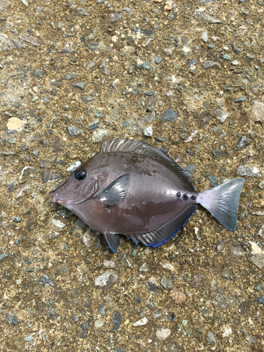 ニザダイの釣果