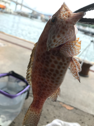 オオモンハタの釣果