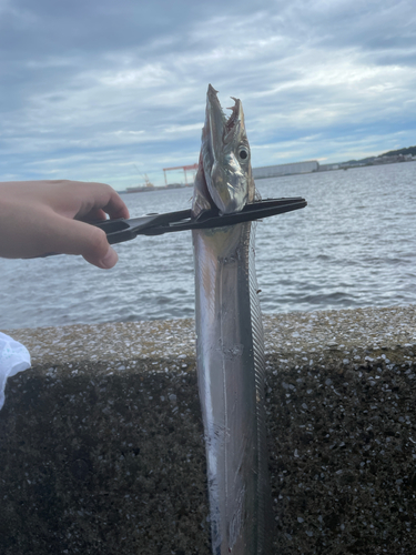 タチウオの釣果