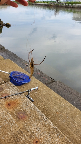 テナガエビの釣果