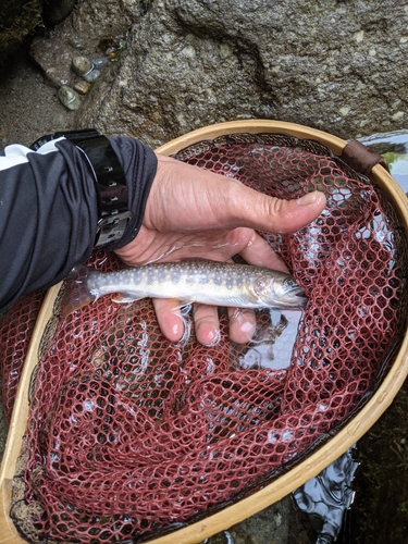 イワナの釣果