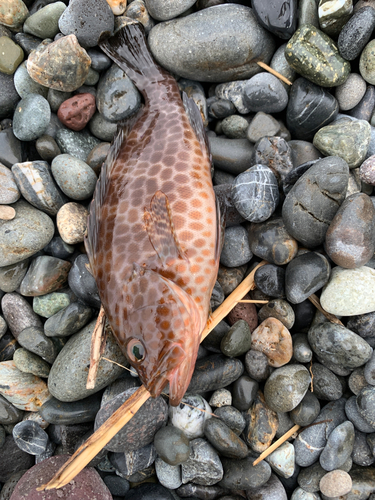 オオモンハタの釣果