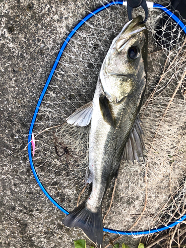 スズキの釣果