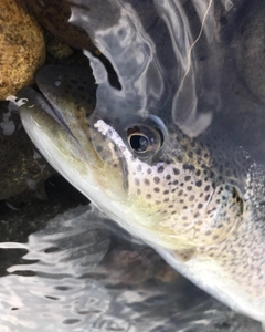 イトウの釣果