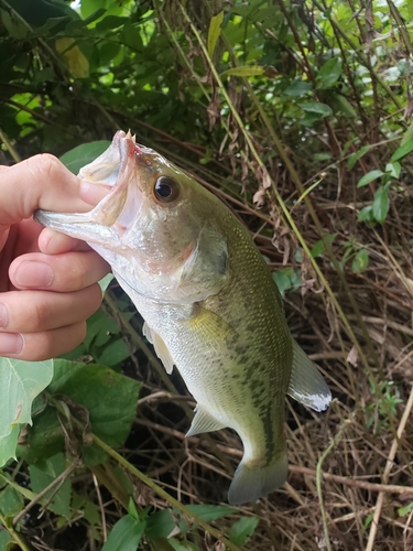 ラージマウスバスの釣果