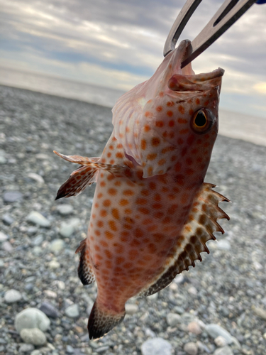 オオモンハタの釣果