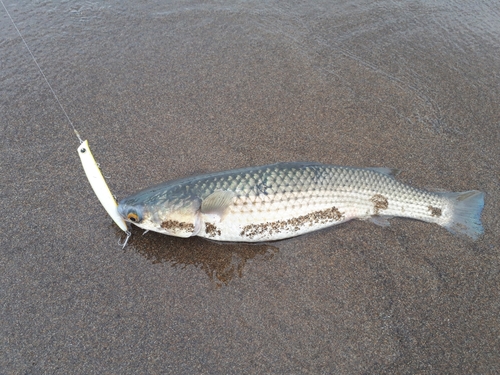 ボラの釣果