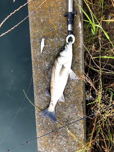 フッコ（マルスズキ）の釣果