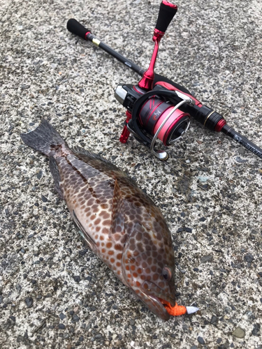 オオモンハタの釣果