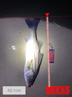 シーバスの釣果