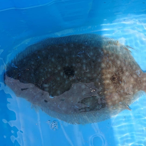 ガンゾウビラメの釣果