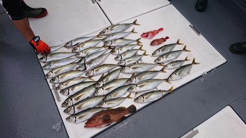 マダイの釣果