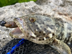 ハタの釣果