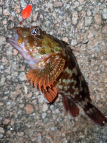 カサゴの釣果