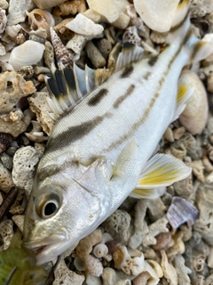 コトヒキの釣果