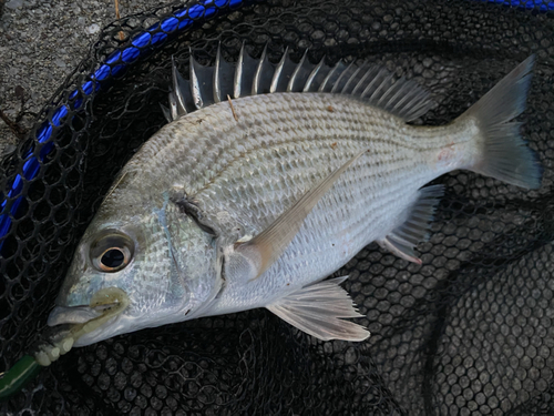 ミナミクロダイの釣果