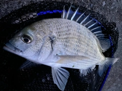 ミナミクロダイの釣果