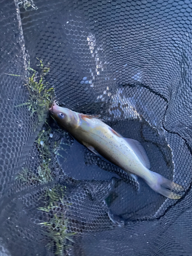 アメリカナマズの釣果