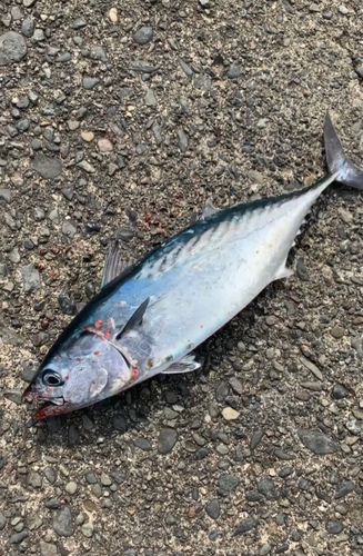 ソウダガツオの釣果