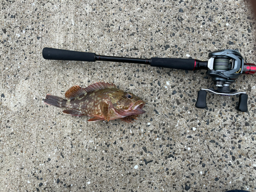 カサゴの釣果