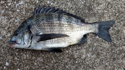 クロダイの釣果