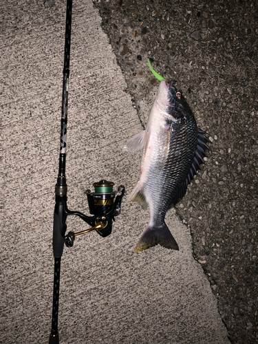 クロダイの釣果