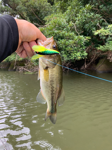 ラージマウスバスの釣果