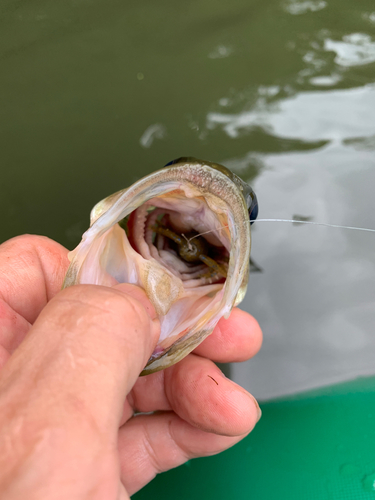 ラージマウスバスの釣果