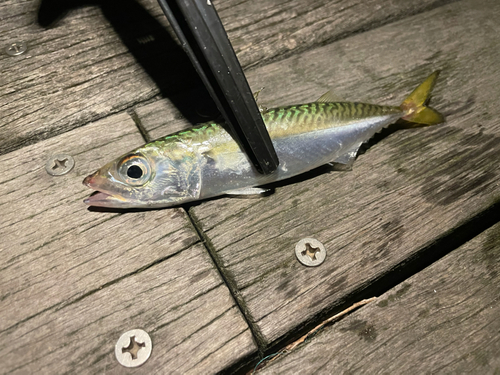 サバの釣果