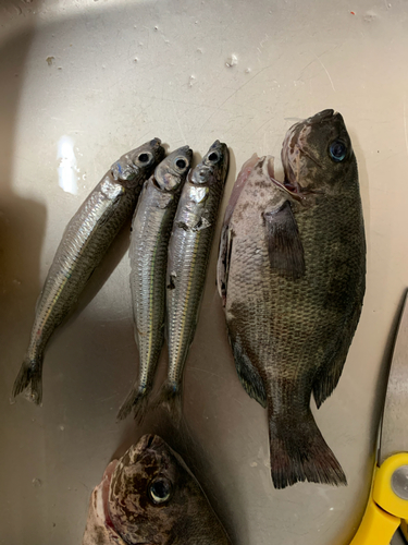 ウルメイワシの釣果