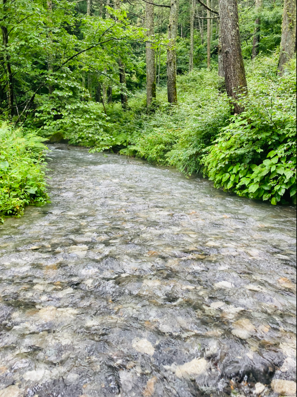 イワナ