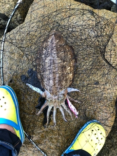 モンゴイカの釣果