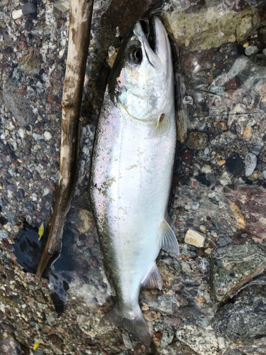 サクラマスの釣果