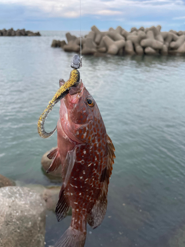 キジハタの釣果