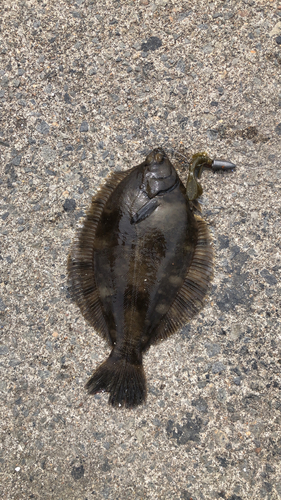 カレイの釣果