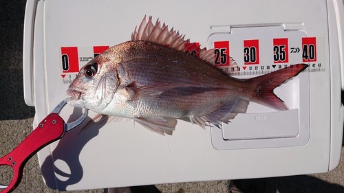 マダイの釣果